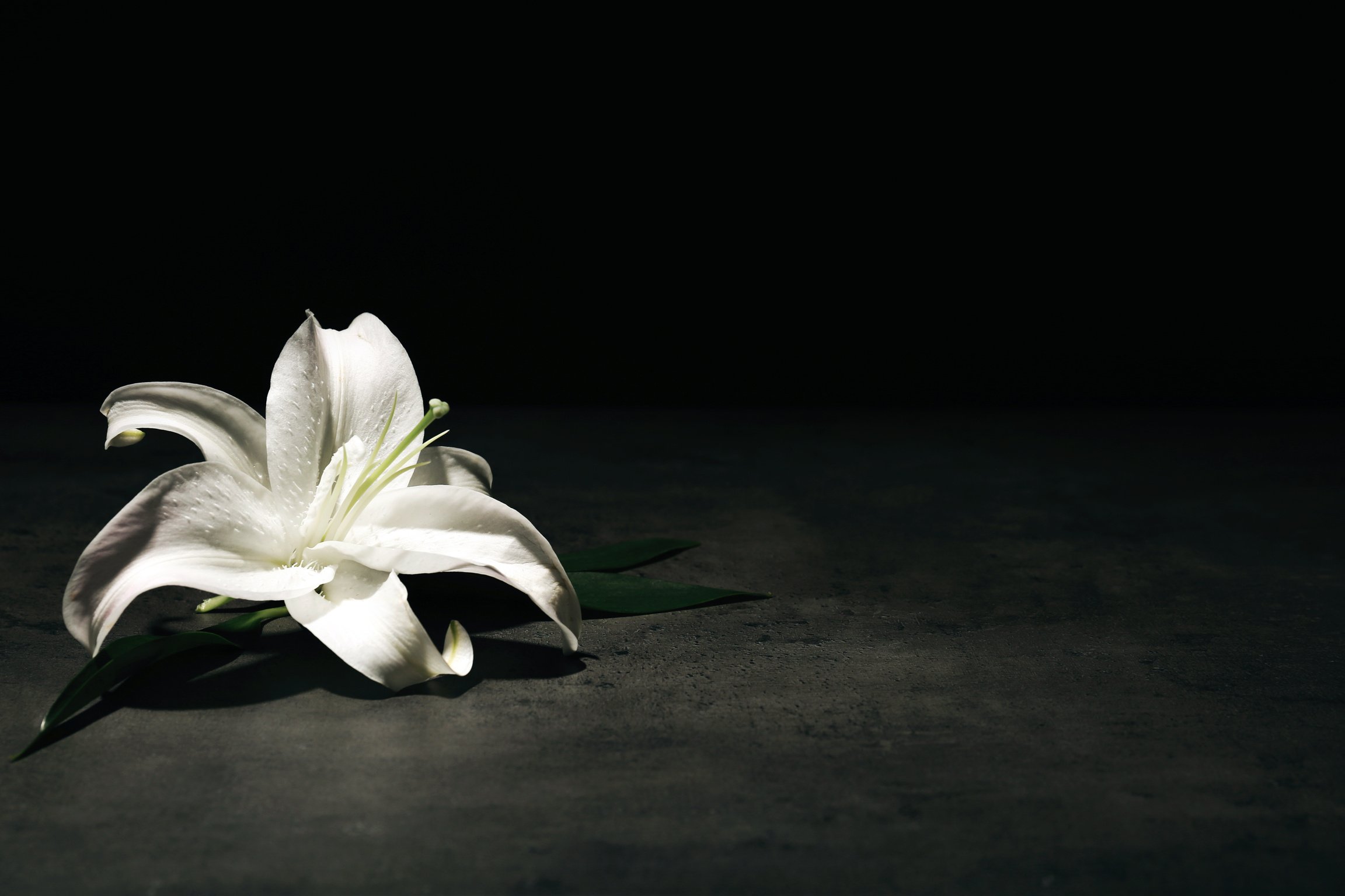 Beautiful Lily on Dark Background with Space for Text. Funeral Flower